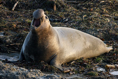 elephant seal