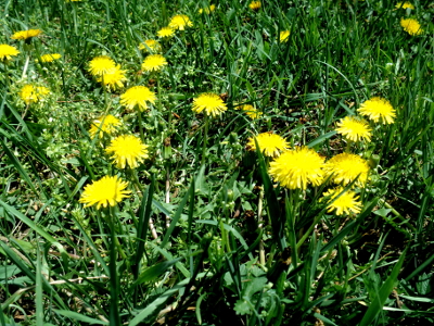 dandelion