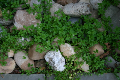 chickweed plants