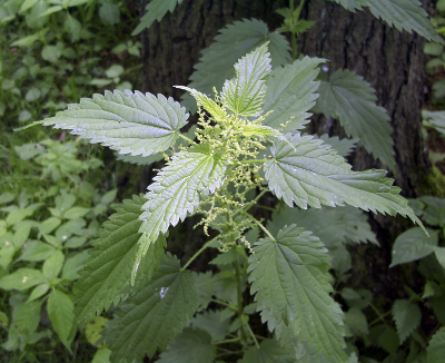 stinging nettle plant