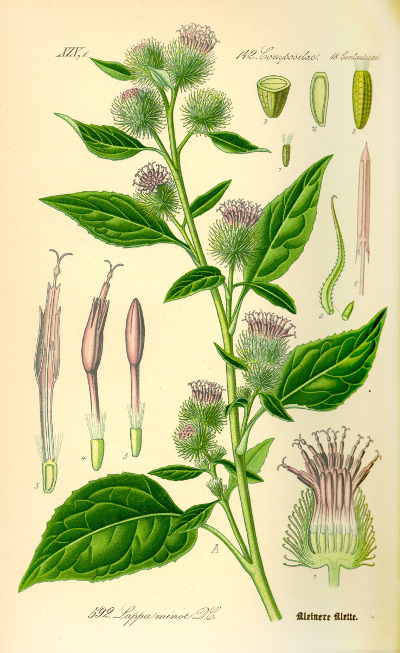 burdock illustration