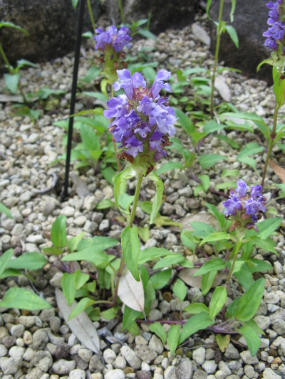 self heal plant