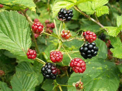 blackberry plant