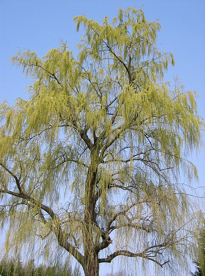 willow tree