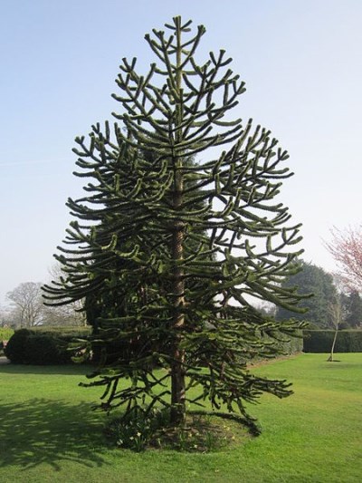 monkey puzzle tree