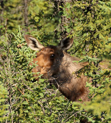 cow moose