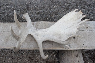 moose antler