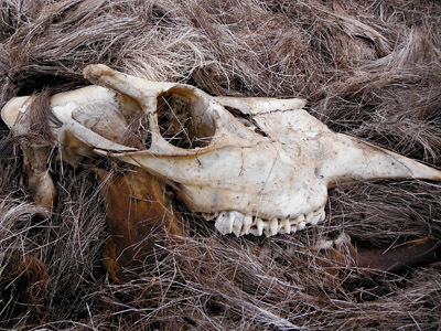 skull of young bull moose