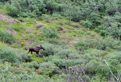 moose browsing on willow
