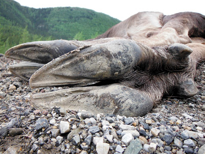 moose hind foot