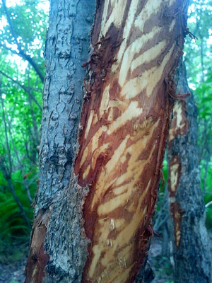 moose incisor markings