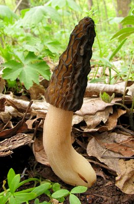 morchella mushrooms