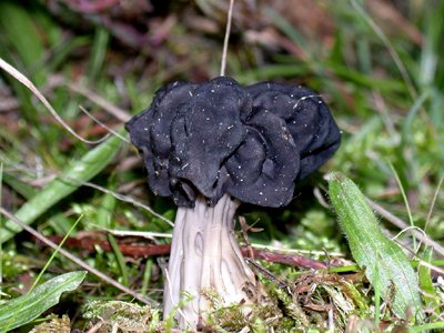 helvella mushrooms
