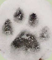 mountain lion track