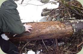 mountain lion marking