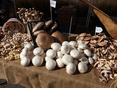 cultivated mushrooms