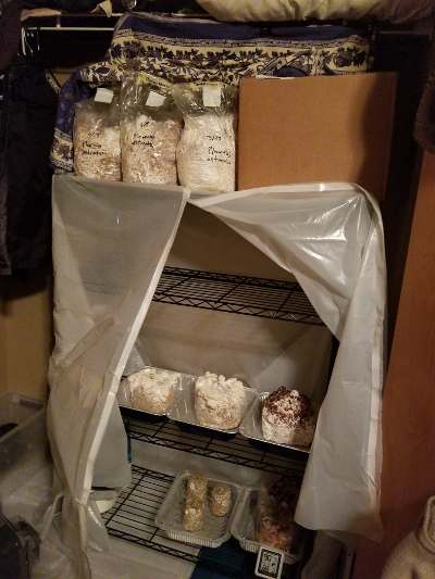 indoor mushroom growing closet