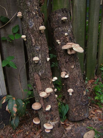 shiitake mushroom logs