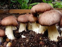 fruiting stropharia mushrooms in a garden bed