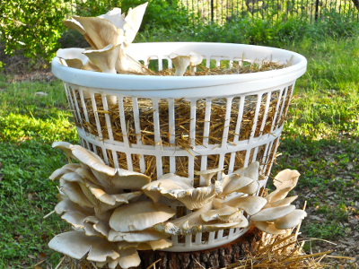 growing oyster mushroom in a basket