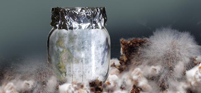 contaminated mushroom project jar