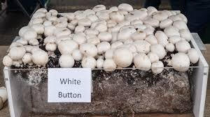 fruiting tray of mushrooms