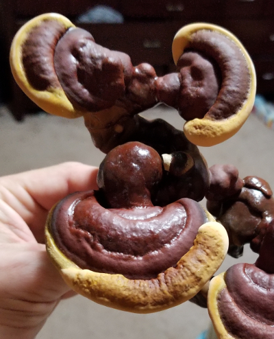 home-grown reishi mushroom