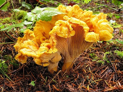 chanterelle mushrooms