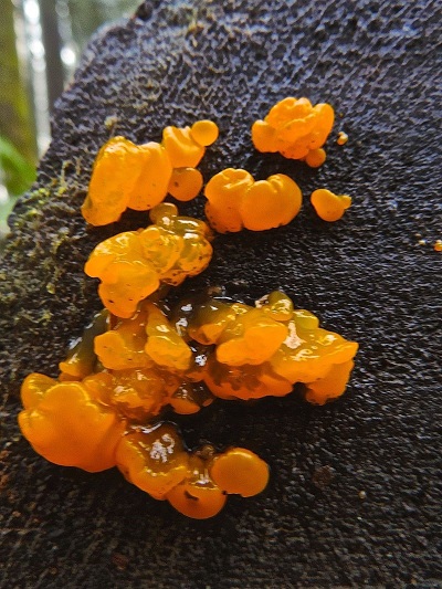 jelly fungus