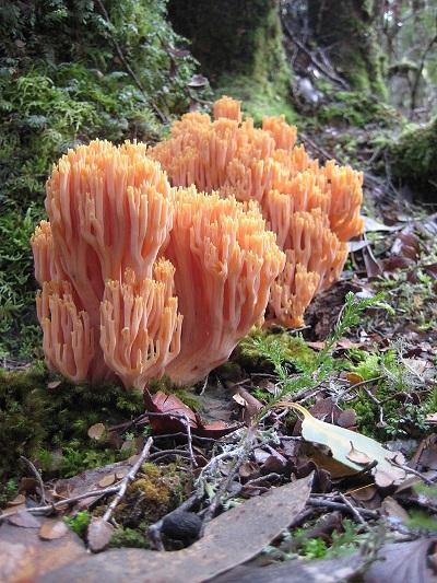 coral mushroom