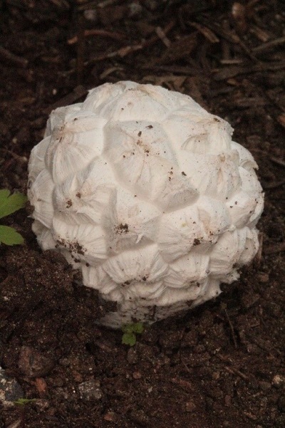 puffball mushroom