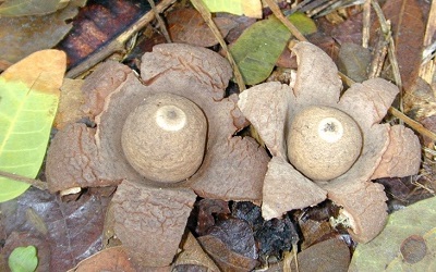 puffball mushroom 2