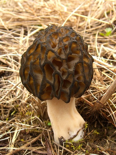 honeycomb type of mushroom