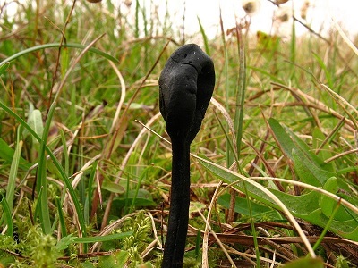 earth tongue type of mushroom