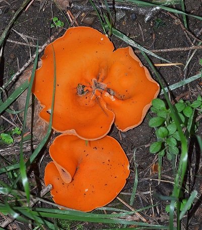 cup fungus