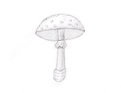 mushroom illustration
