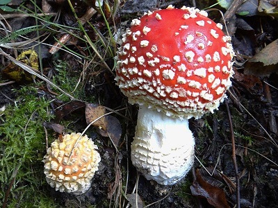 remnants of mushroom veil