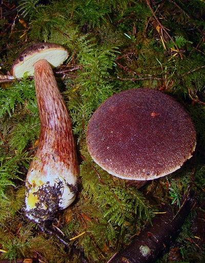 mushroom with dense hair on cap