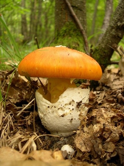 marginal striations on mushroom cap