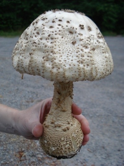 mushroom volva without distinct lip