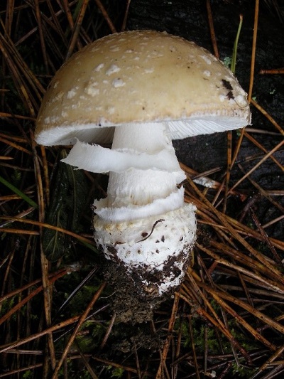 mushroom volva with distinct lip