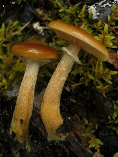 parasitic mushrooms