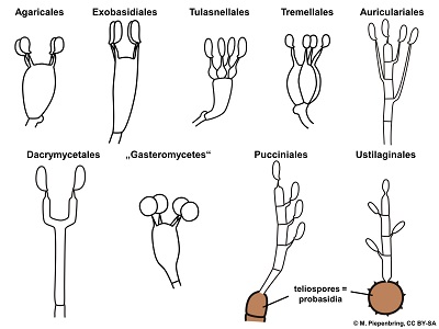 diagram of basidia