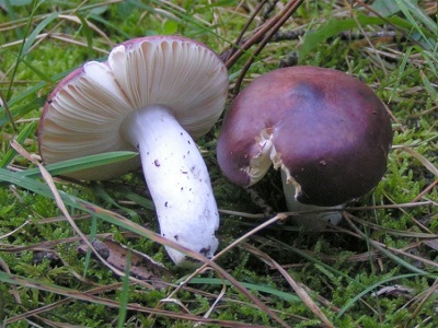 gilled mushrooms