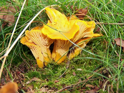 rudimentary mushroom gills