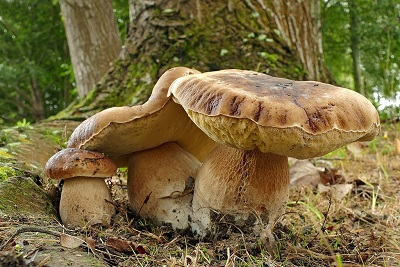 mushroom with pores