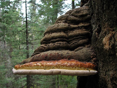 mushroom with woody texture