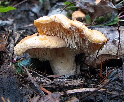 mushroom with toothed spore-bearing surface