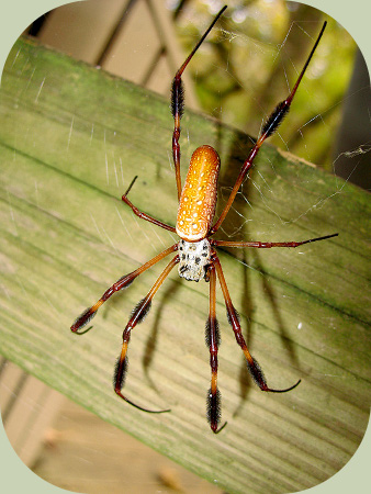 nephila spider