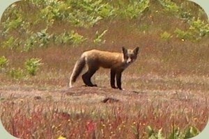 red fox live sighting